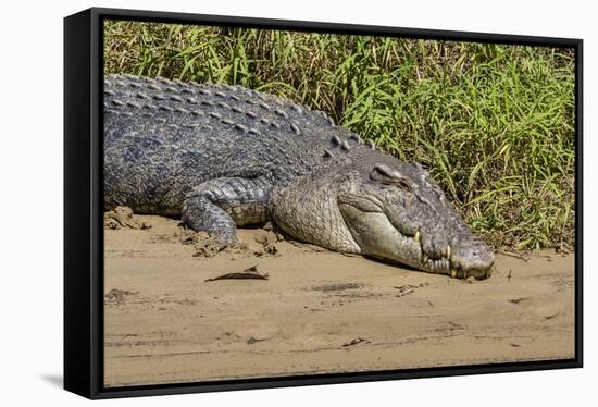 An Adult Wild Saltwater Crocodile (Crocodylus Porosus)-Michael Nolan-Framed Stretched Canvas
