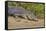 An Adult Wild Saltwater Crocodile (Crocodylus Porosus)-Michael Nolan-Framed Stretched Canvas