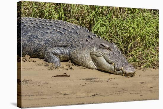 An Adult Wild Saltwater Crocodile (Crocodylus Porosus)-Michael Nolan-Stretched Canvas