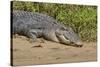 An Adult Wild Saltwater Crocodile (Crocodylus Porosus)-Michael Nolan-Stretched Canvas