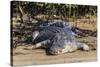 An Adult Wild Saltwater Crocodile (Crocodylus Porosus)-Michael Nolan-Stretched Canvas