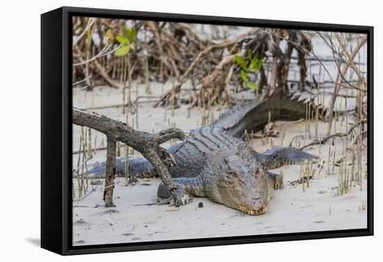 An Adult Wild Saltwater Crocodile (Crocodylus Porosus)-Michael Nolan-Framed Stretched Canvas