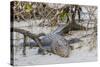 An Adult Wild Saltwater Crocodile (Crocodylus Porosus)-Michael Nolan-Stretched Canvas