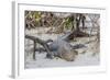 An Adult Wild Saltwater Crocodile (Crocodylus Porosus)-Michael Nolan-Framed Photographic Print