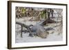 An Adult Wild Saltwater Crocodile (Crocodylus Porosus)-Michael Nolan-Framed Photographic Print