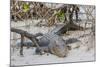 An Adult Wild Saltwater Crocodile (Crocodylus Porosus)-Michael Nolan-Mounted Photographic Print