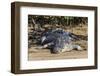 An Adult Wild Saltwater Crocodile (Crocodylus Porosus)-Michael Nolan-Framed Photographic Print