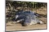 An Adult Wild Saltwater Crocodile (Crocodylus Porosus)-Michael Nolan-Mounted Photographic Print