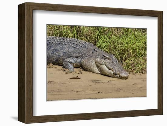 An Adult Wild Saltwater Crocodile (Crocodylus Porosus)-Michael Nolan-Framed Photographic Print