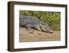 An Adult Wild Saltwater Crocodile (Crocodylus Porosus)-Michael Nolan-Framed Photographic Print