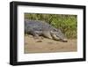 An Adult Wild Saltwater Crocodile (Crocodylus Porosus)-Michael Nolan-Framed Photographic Print