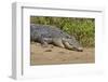 An Adult Wild Saltwater Crocodile (Crocodylus Porosus)-Michael Nolan-Framed Photographic Print