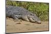 An Adult Wild Saltwater Crocodile (Crocodylus Porosus)-Michael Nolan-Mounted Photographic Print