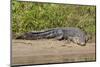 An Adult Wild Saltwater Crocodile (Crocodylus Porosus)-Michael Nolan-Mounted Photographic Print