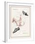 An Advertisement for Men's and Women's Shoes-null-Framed Art Print