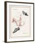 An Advertisement for Men's and Women's Shoes-null-Framed Art Print