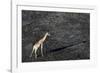 An aerial view of a giraffe (Giraffe camelopardalis) walking in the Okavango Delta after a bushfire-Sergio Pitamitz-Framed Photographic Print