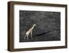 An aerial view of a giraffe (Giraffe camelopardalis) walking in the Okavango Delta after a bushfire-Sergio Pitamitz-Framed Photographic Print