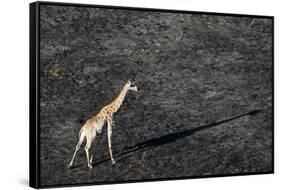 An aerial view of a giraffe (Giraffe camelopardalis) walking in the Okavango Delta after a bushfire-Sergio Pitamitz-Framed Stretched Canvas