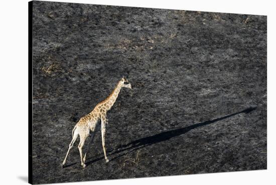 An aerial view of a giraffe (Giraffe camelopardalis) walking in the Okavango Delta after a bushfire-Sergio Pitamitz-Stretched Canvas