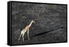 An aerial view of a giraffe (Giraffe camelopardalis) walking in the Okavango Delta after a bushfire-Sergio Pitamitz-Framed Stretched Canvas