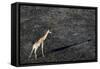 An aerial view of a giraffe (Giraffe camelopardalis) walking in the Okavango Delta after a bushfire-Sergio Pitamitz-Framed Stretched Canvas