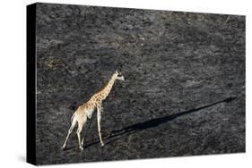 An aerial view of a giraffe (Giraffe camelopardalis) walking in the Okavango Delta after a bushfire-Sergio Pitamitz-Stretched Canvas