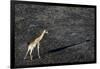 An aerial view of a giraffe (Giraffe camelopardalis) walking in the Okavango Delta after a bushfire-Sergio Pitamitz-Framed Photographic Print