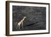 An aerial view of a giraffe (Giraffe camelopardalis) walking in the Okavango Delta after a bushfire-Sergio Pitamitz-Framed Photographic Print