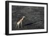 An aerial view of a giraffe (Giraffe camelopardalis) walking in the Okavango Delta after a bushfire-Sergio Pitamitz-Framed Photographic Print