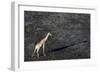 An aerial view of a giraffe (Giraffe camelopardalis) walking in the Okavango Delta after a bushfire-Sergio Pitamitz-Framed Photographic Print