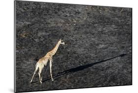 An aerial view of a giraffe (Giraffe camelopardalis) walking in the Okavango Delta after a bushfire-Sergio Pitamitz-Mounted Photographic Print