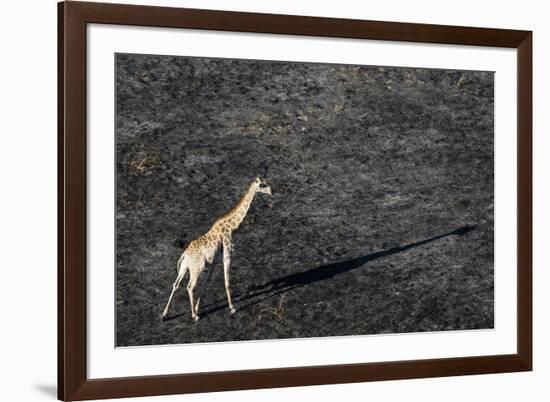An aerial view of a giraffe (Giraffe camelopardalis) walking in the Okavango Delta after a bushfire-Sergio Pitamitz-Framed Photographic Print