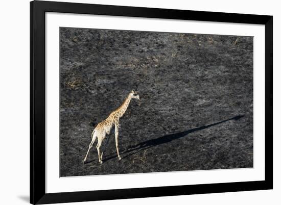 An aerial view of a giraffe (Giraffe camelopardalis) walking in the Okavango Delta after a bushfire-Sergio Pitamitz-Framed Photographic Print