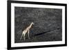 An aerial view of a giraffe (Giraffe camelopardalis) walking in the Okavango Delta after a bushfire-Sergio Pitamitz-Framed Photographic Print