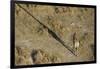 An aerial view of a giraffe (Giraffe camelopardalis) walking in the Okavango Delta, Botswana, Afric-Sergio Pitamitz-Framed Photographic Print