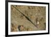 An aerial view of a giraffe (Giraffe camelopardalis) walking in the Okavango Delta, Botswana, Afric-Sergio Pitamitz-Framed Photographic Print