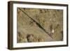 An aerial view of a giraffe (Giraffe camelopardalis) walking in the Okavango Delta, Botswana, Afric-Sergio Pitamitz-Framed Photographic Print