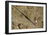 An aerial view of a giraffe (Giraffe camelopardalis) walking in the Okavango Delta, Botswana, Afric-Sergio Pitamitz-Framed Photographic Print