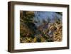 An aerial view of two southern giraffes, Giraffa camelopardalis. Okavango Delta, Botswana.-Sergio Pitamitz-Framed Photographic Print