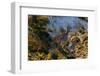 An aerial view of two southern giraffes, Giraffa camelopardalis. Okavango Delta, Botswana.-Sergio Pitamitz-Framed Photographic Print