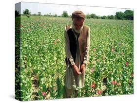An Afghan Farmer Working-null-Stretched Canvas