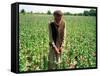 An Afghan Farmer Working-null-Framed Stretched Canvas