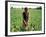 An Afghan Farmer Working-null-Framed Photographic Print