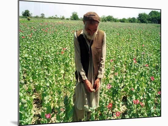 An Afghan Farmer Working-null-Mounted Photographic Print