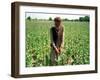 An Afghan Farmer Working-null-Framed Photographic Print