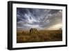 An African Elephant at Sunset in the Serengeti National Park, Tanzania, Africa.-ClickAlps-Framed Photographic Print