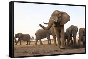 An African Elephant Cow Standing Next to a Water Hole with Her Trunk in the Air in Zimbabwe-Karine Aigner-Framed Stretched Canvas