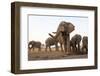 An African Elephant Cow Standing Next to a Water Hole with Her Trunk in the Air in Zimbabwe-Karine Aigner-Framed Photographic Print