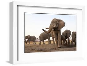 An African Elephant Cow Standing Next to a Water Hole with Her Trunk in the Air in Zimbabwe-Karine Aigner-Framed Photographic Print